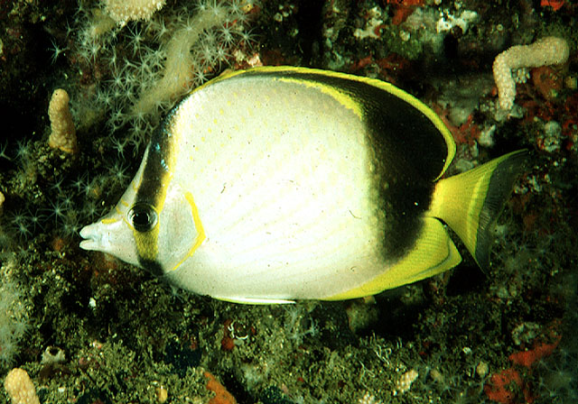 Chaetodon gardineri (Pesce farfalla di Gardiner)